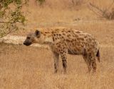Gevlekte Hiëna / Spotted Hyena