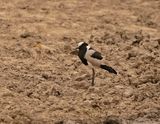 Bontkiewiet / Blacksmith Lapwing