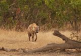 Gevlekte Hiëna / Spotted Hyena