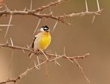 Rooirugstreepkoppie / Golden-breasted Bunting