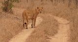 Leeu / Lion