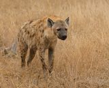 Gevlekte Hiëna / Spotted Hyena