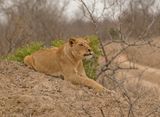 Leeu / Lion