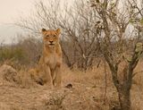 Leeu / Lion