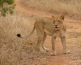 Leeu / Lion