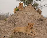 Leeu / Lion
