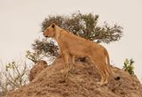 Leeu / Lion