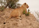 Leeu / Lion