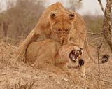 Leeu / Lion