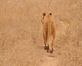Leeu / Lion