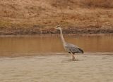 Bloureier / Grey Heron