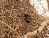 Buffelwewer / Red-billed Buffalo Weaver