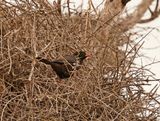 Buffelwewer / Red-billed Buffalo Weaver