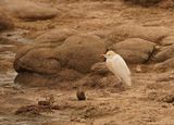 Veereier / Western Cattle Egret