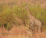 Kameelperd / Giraffe