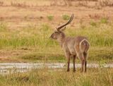 Waterbok / Waterbuck