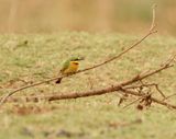 Kleinbyvreter / Little Bee-eater