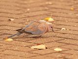 Rooiborsduiffie / Laughing Dove