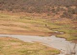 Afrika Olifant / African Elephant