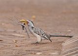 Geelbekneushoringvoël / Southern Yellow-billed Hornbill