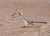 Geelbekneushoringvoël / Southern Yellow-billed Hornbill