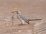 Geelbekneushoringvoël / Southern Yellow-billed Hornbill