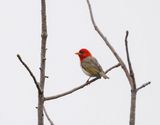 Rooikopwewer / Red-headed Weaver