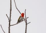 Rooikopwewer / Red-headed Weaver