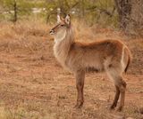 Waterbok / Waterbuck