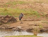 Reusereier / Goliath Heron