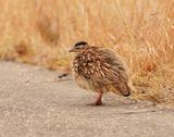 Bospatrys / Crested Francolin