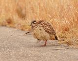Bospatrys / Crested Francolin