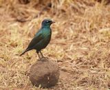 Kleinglansspreeu / Cape Glossy Starling