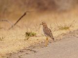 Gewone Dikkop / Spotted Thick-knee