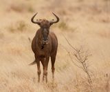 Blouwildebees / Blue Wildebeest
