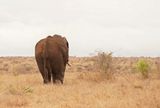 Afrika Olifant / African Elephant