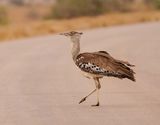 Gompou / Kori Bustard
