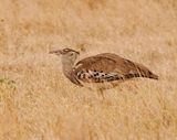 Gompou / Kori Bustard