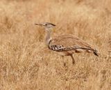 Gompou / Kori Bustard