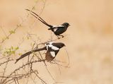 Langstertlaksman / Magpie Shrike