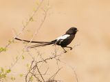 Langstertlaksman / Magpie Shrike