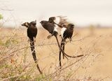Langstertlaksman / Magpie Shrike