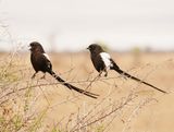 Langstertlaksman / Magpie Shrike