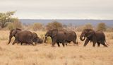 Afrika Olifant / African Elephant