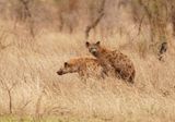 Gevlekte Hiëna / Spotted Hyena