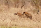 Gevlekte Hiëna / Spotted Hyena