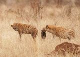 Gevlekte Hiëna / Spotted Hyena