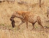 Gevlekte Hiëna / Spotted Hyena