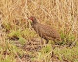 Rooikeelfisant / Red-necked Spurfowl