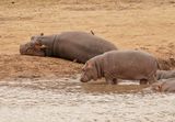Seekoei / Hippo